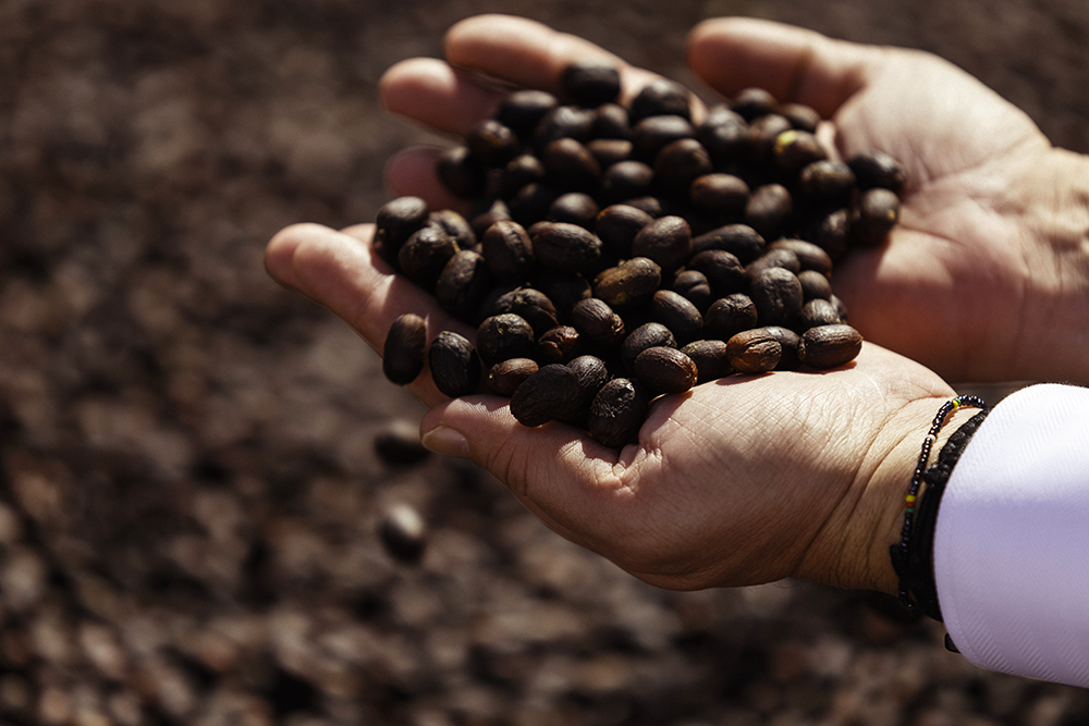 Provenance et qualité de nos cafés